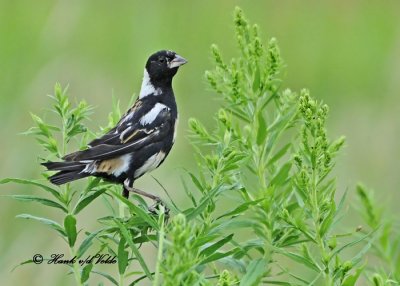 20110730 027 Bobolink.jpg