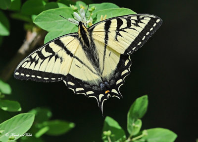 20120531 277 Tiger Swallowtail.jpg