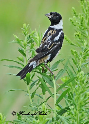 20110730 018 1c1 Bobolink.jpg