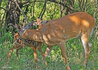 20120711 - 1 049 SERIES -White-tailed Bucks.jpg