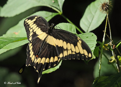 20120721 068 SERIES - Giant Swallowtail.jpg