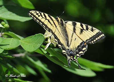 20120607 558  SERIES - Tiger Swallowtail.jpg