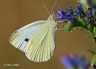 20120711 - 2 206 Cabbage White.jpg