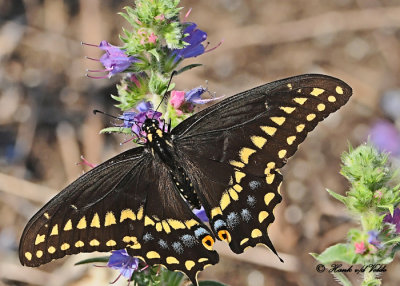 20120712 - 1 433 SERIES -  Black Swallowtail.jpg