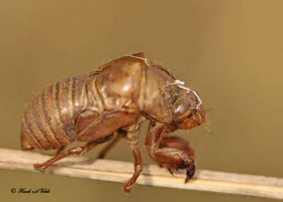 20120716 - 2 199 Cicada Exoskeleton.jpg