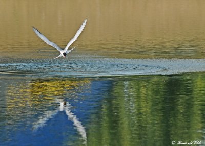 20120716 178 SERIES - Common Tern.jpg