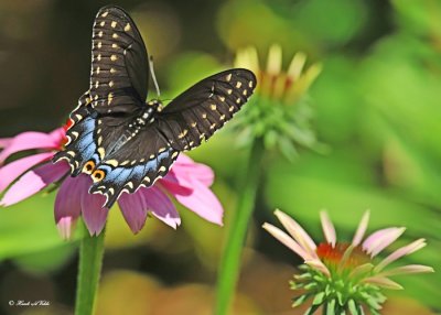 20120708 245 SERIES - Black Swallowtail.jpg