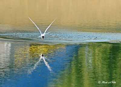 20120716 179 SERIES - Common Tern.jpg