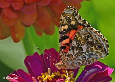 20120806 D800 044 SERIES -  Painted Lady.jpg