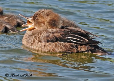 20120605 014 1c2 Hooded Mergansers.jpg