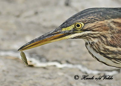 20120816 340 1c SERIES - Green Heron.jpg