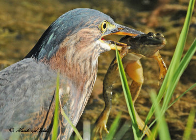 20120818 090 SERIES - Green Heron.jpg