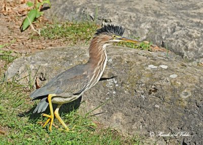 20120818 059  SERIES - Green Heron.jpg