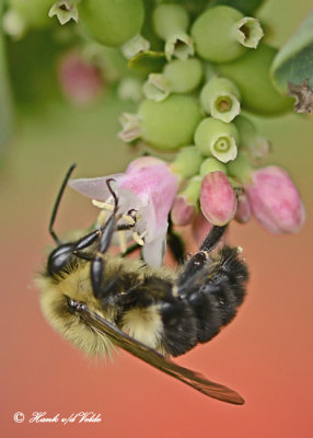 20120823 293 Bumble Bee.jpg