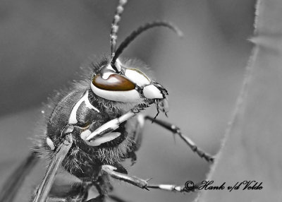 20120823 328 2cr3 SERIES - Bald-faced Hornet.jpg