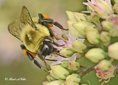 20120823 344 Bumble Bee.jpg