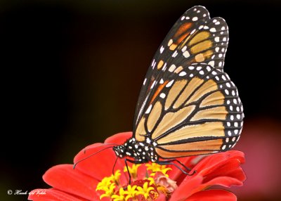 20120823 266 Monarch2 1c2.jpg