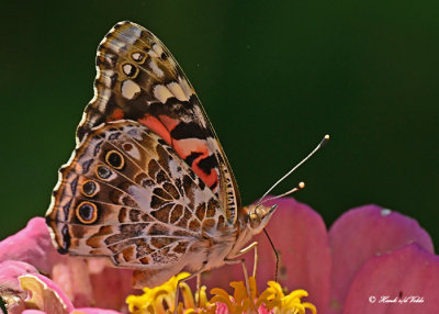 20120806 002  c1  Painted Lady.jpg