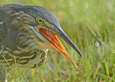 20120815 194 1c Green Heron.jpg