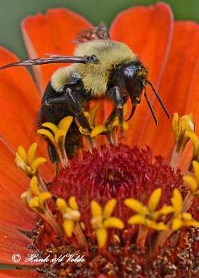20120831 129 SERIES - Bumble Bee.jpg