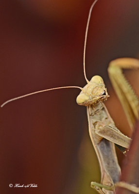 20120830 021 Praying Mantisx.jpg