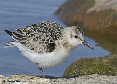 20120903 315 SERIES -  Sanderling.jpg