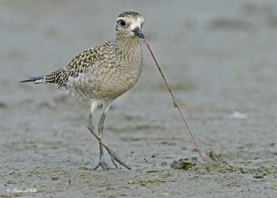 20120907 113 SERIES - American Golden Plover.jpg