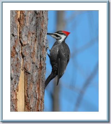 Pileated Woodpecker