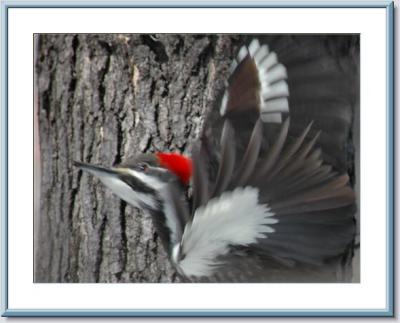 Pileated Woodpecker