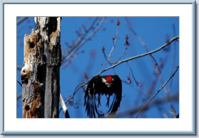 Pileated Woodpecker