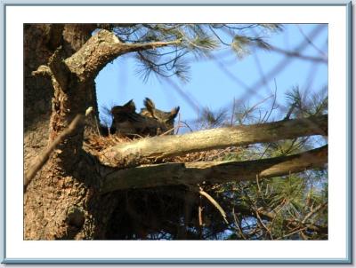 GREAT HORNED OWLETS - Life's Journey