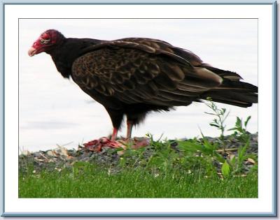 turkey vultures & wild turkeys