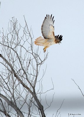 20071228 015 Red-tailed Hawk.jpg