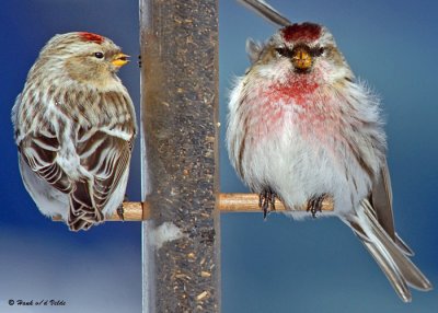 redpolls_finches_sparrows_2008