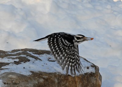 20071221 206 Hairy Woodpecker.jpg