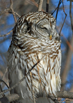 20080102 103 Barred Owl.jpg