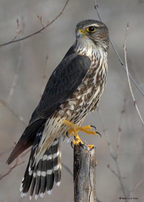 20080115 332 Merlin.jpg