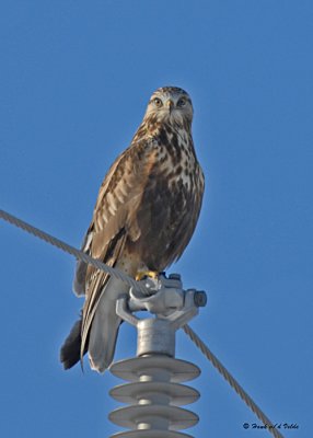 20080124 168 Rough-legged Hawk SERIES.jpg