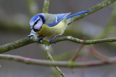 mésange bleue009w.jpg