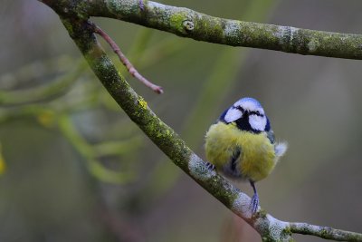 mésange bleue010w.jpg