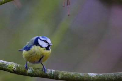 mésange bleue011w.jpg