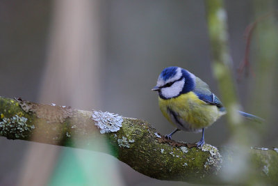 mésange bleue012w.jpg