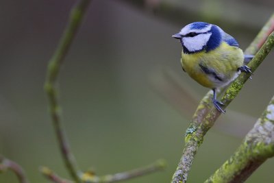 mésange bleue013w.jpg