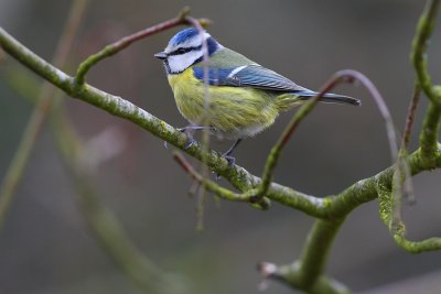 mésange bleue014w.jpg