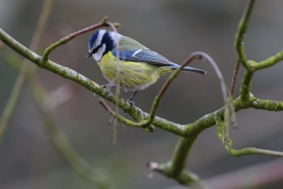 mésange bleue015w.jpg