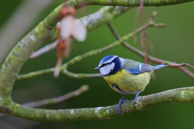 mésange bleue017w.jpg