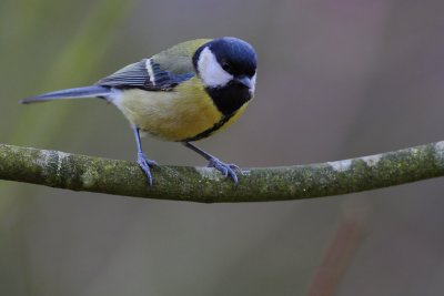mésange charbonnière018w.jpg