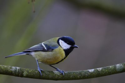 mésange charbonnière019w.jpg