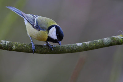 mésange charbonnière020w.jpg