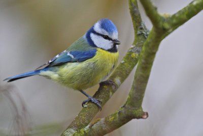 mésange bleue107w.jpg